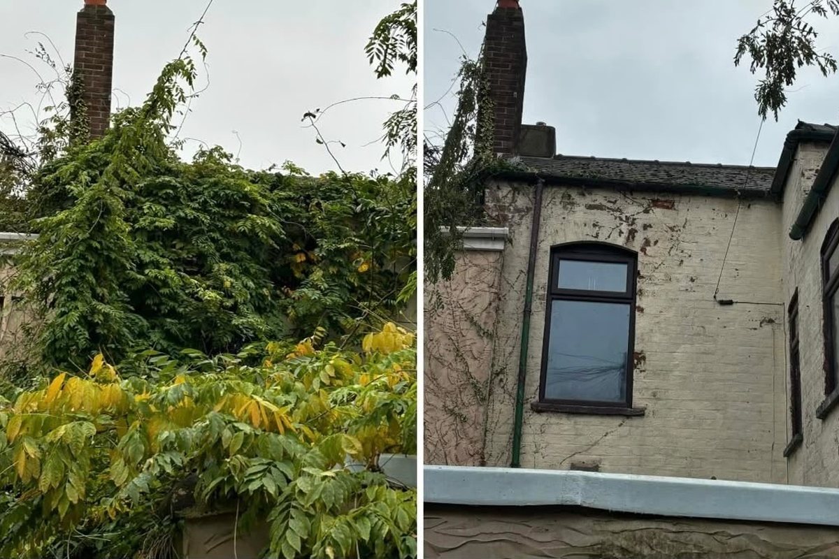 Overgrown wall cleared and the brickwork repaired